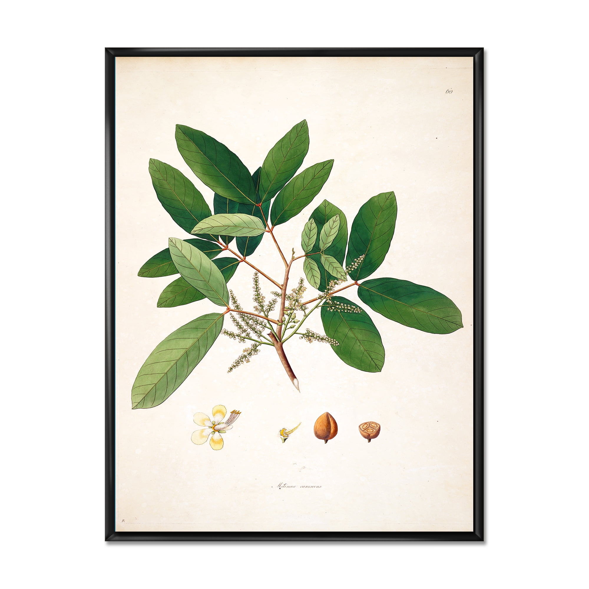 Ancient Botanicals II 16 in x 32 in Framed Painting Canvas Art Print, by Designart