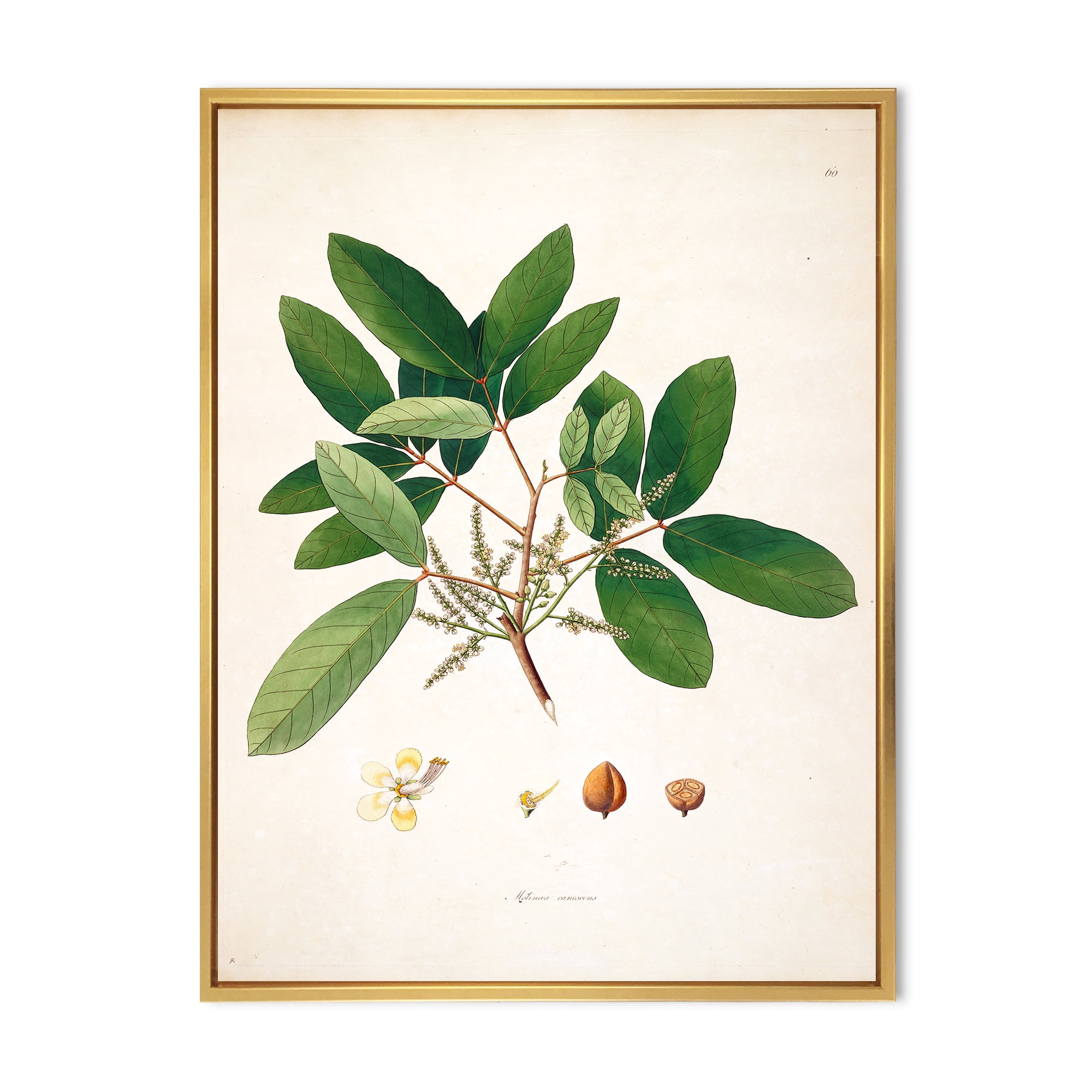 Ancient Botanicals II 24 in x 32 in Framed Painting Canvas Art Print, by Designart