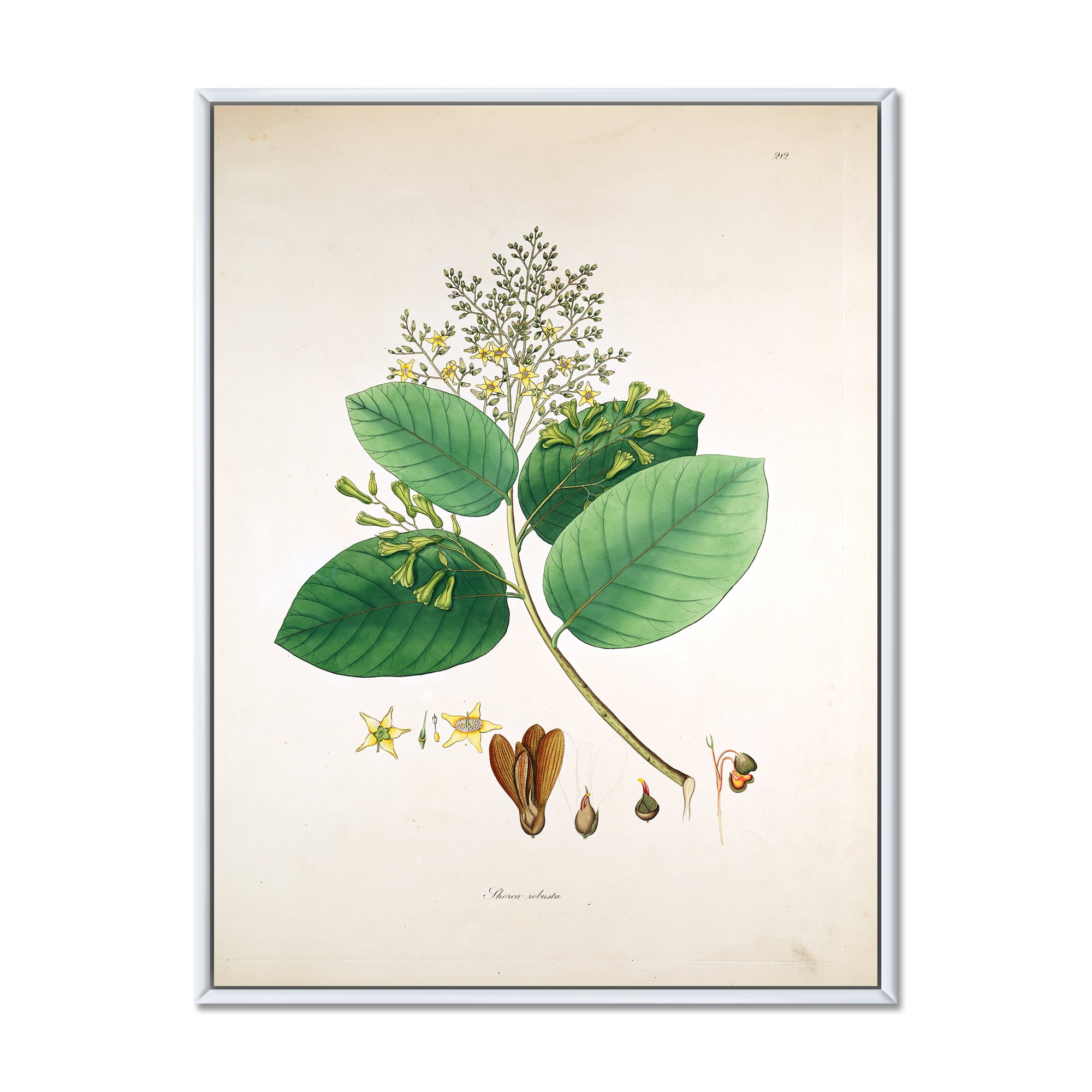 Ancient Botanicals III 12 in x 20 in Framed Painting Canvas Art Print, by Designart