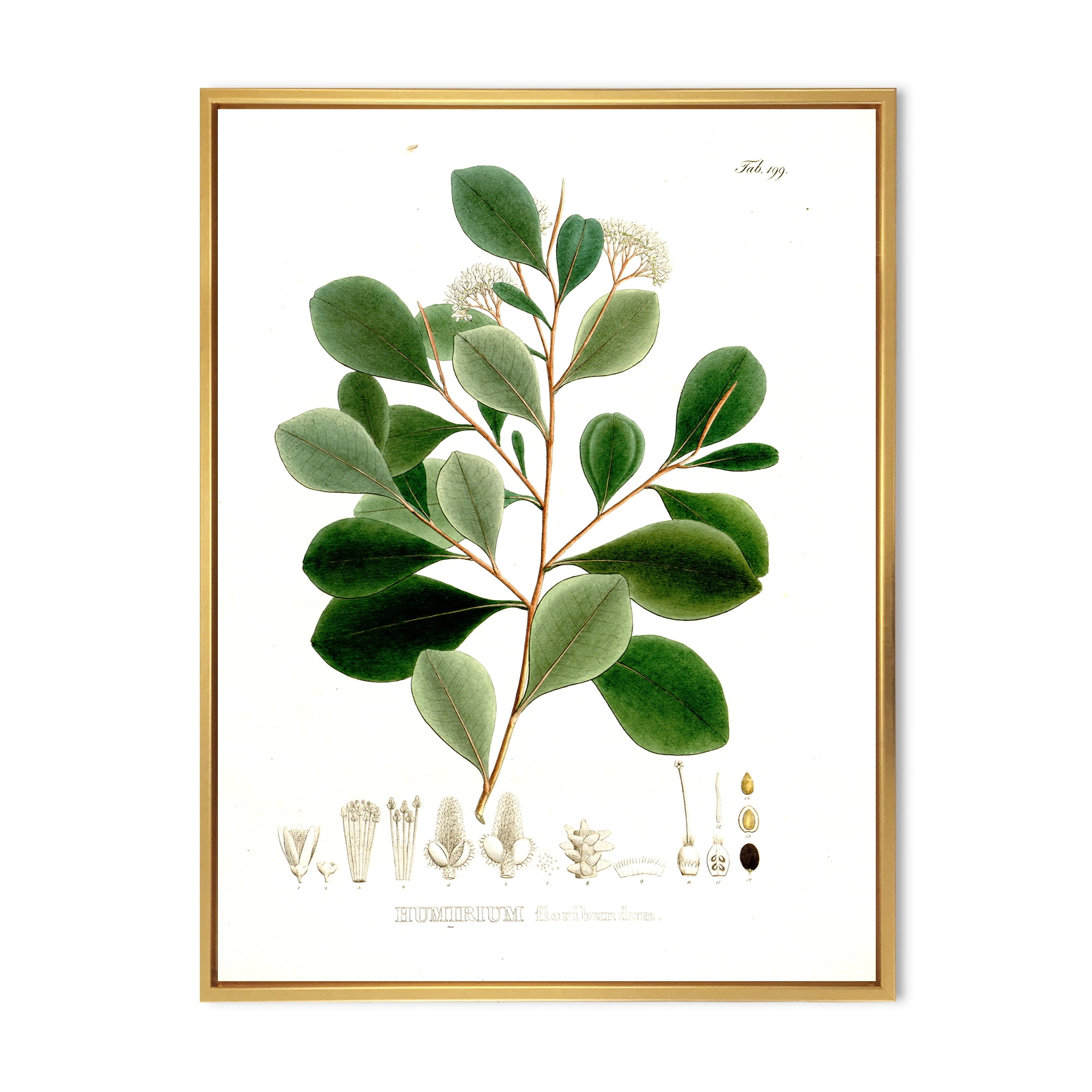 Ancient Botanicals IV 24 in x 32 in Framed Painting Canvas Art Print, by Designart