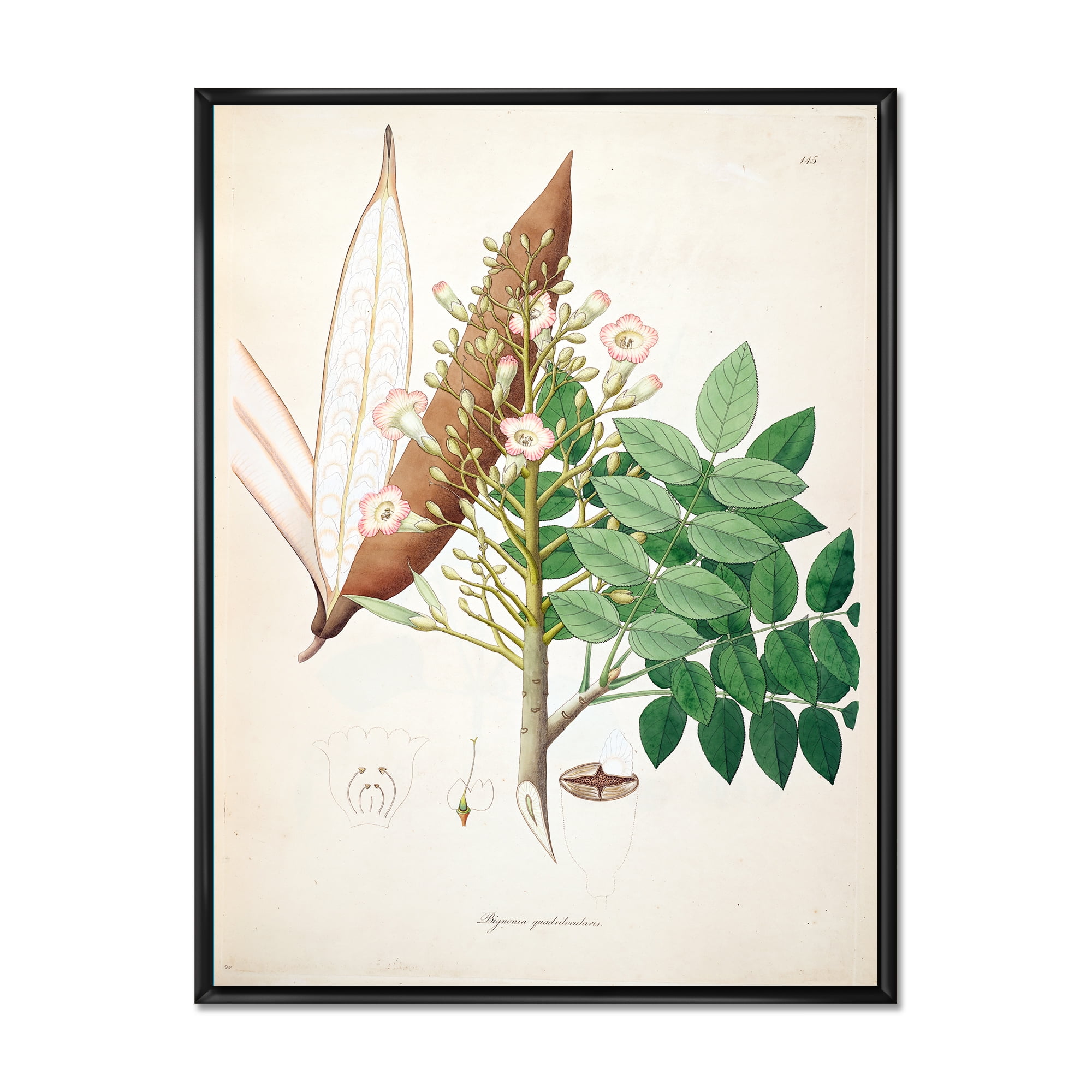Ancient Botanicals IX 24 in x 32 in Framed Painting Canvas Art Print, by Designart