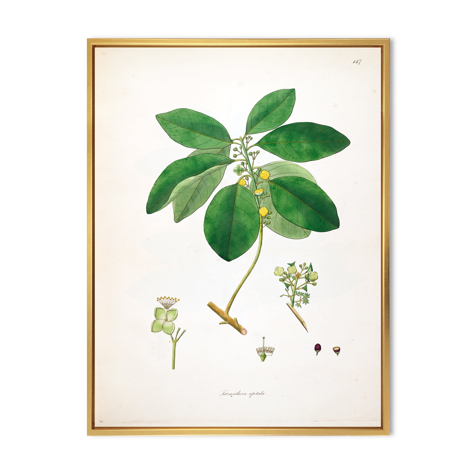 Ancient Botanicals V 24 in x 32 in Framed Painting Canvas Art Print, by Designart