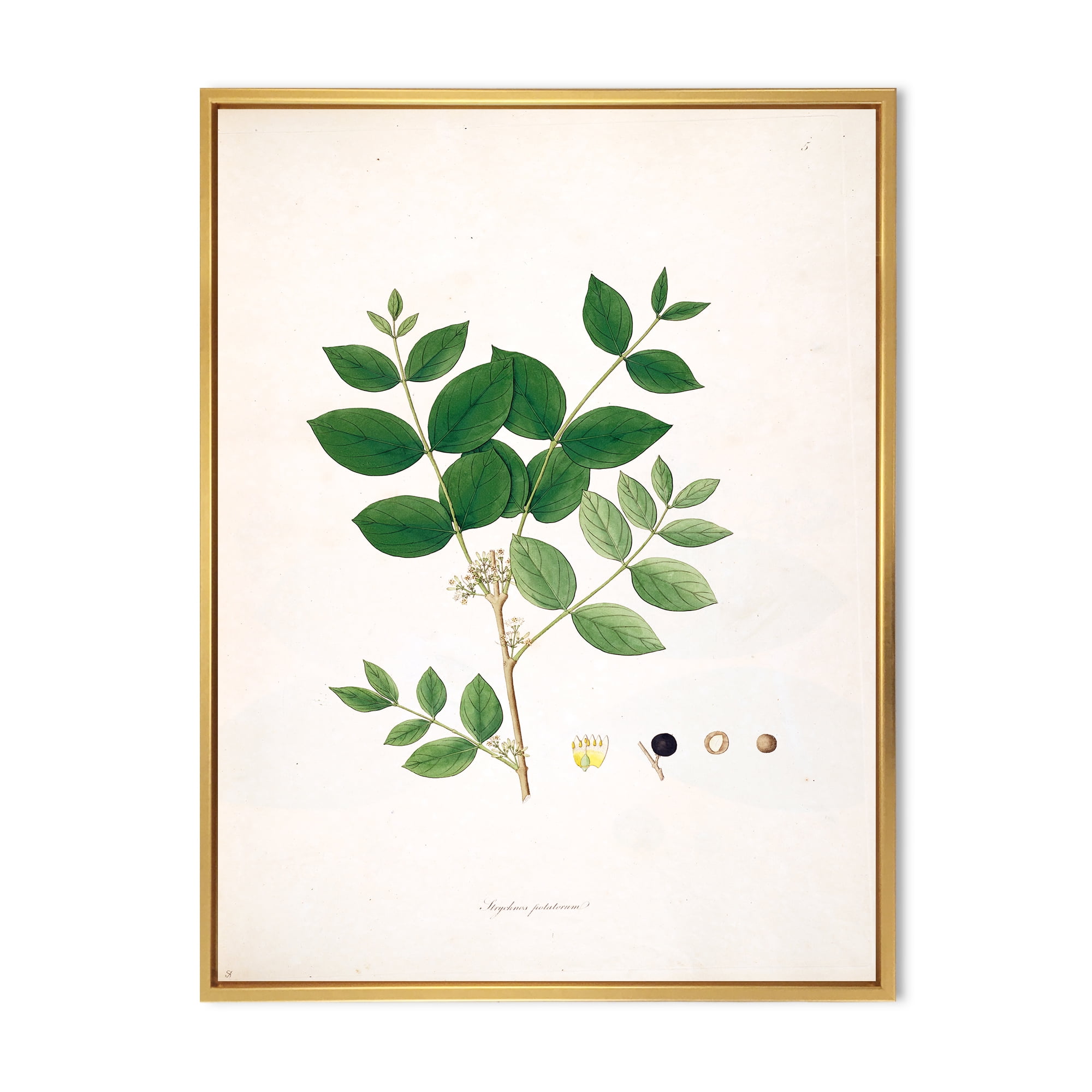 Ancient Botanicals VI 12 in x 20 in Framed Painting Canvas Art Print, by Designart