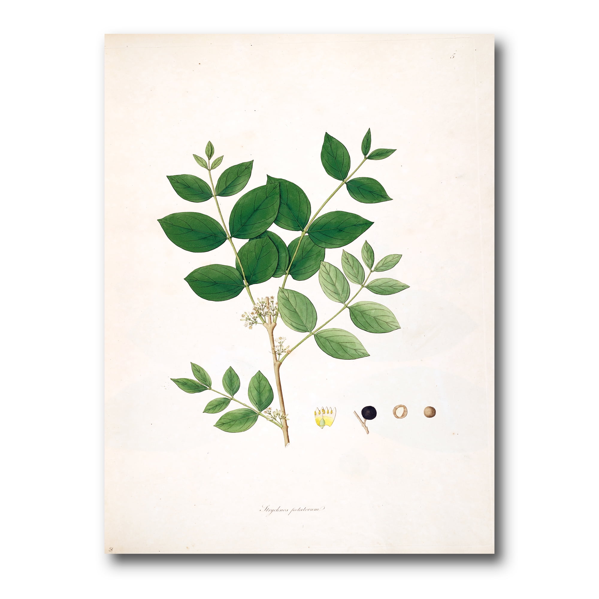 Ancient Botanicals VI 12 in x 8 in Painting Canvas Art Print, by Designart