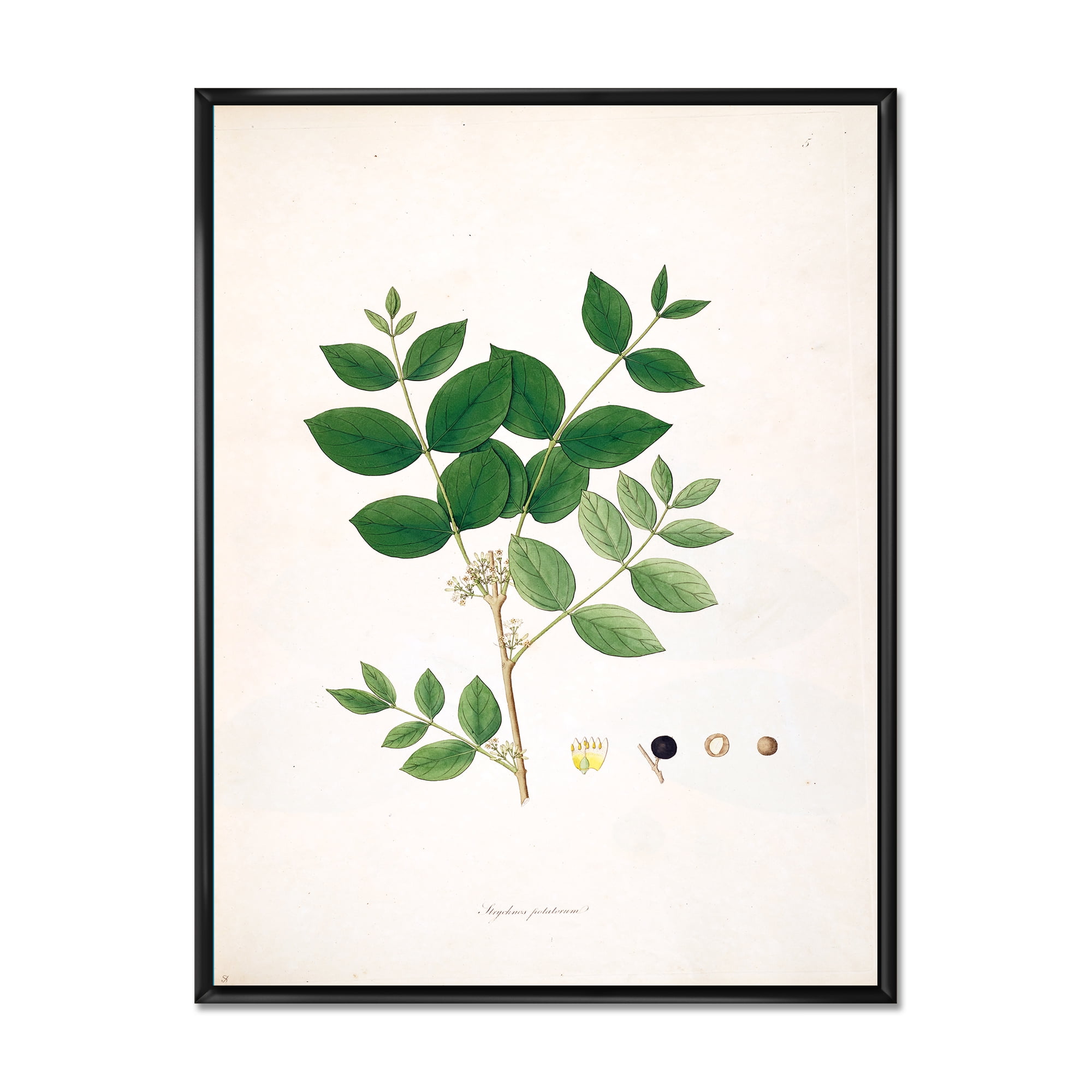 Ancient Botanicals VI 30 in x 40 in Framed Painting Canvas Art Print, by Designart