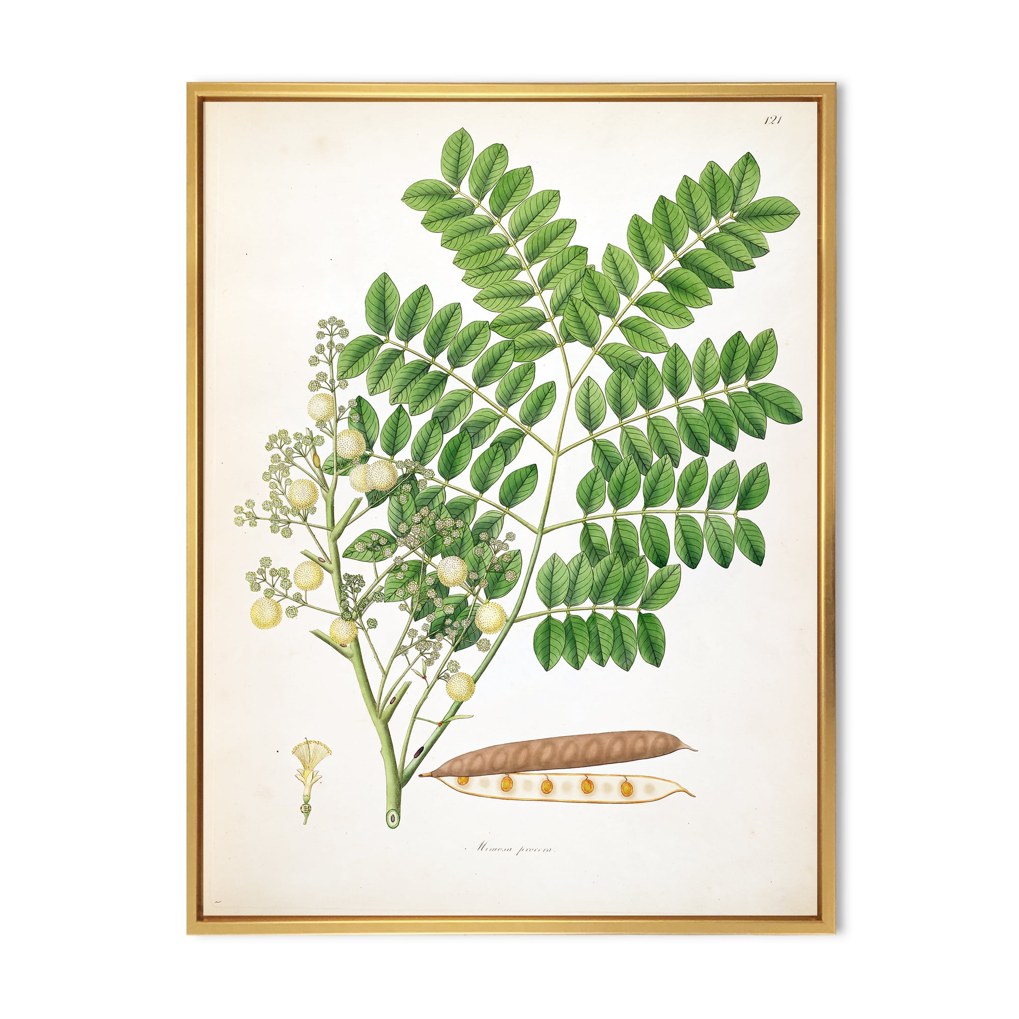 Ancient Botanicals VII 12 in x 20 in Framed Painting Canvas Art Print, by Designart