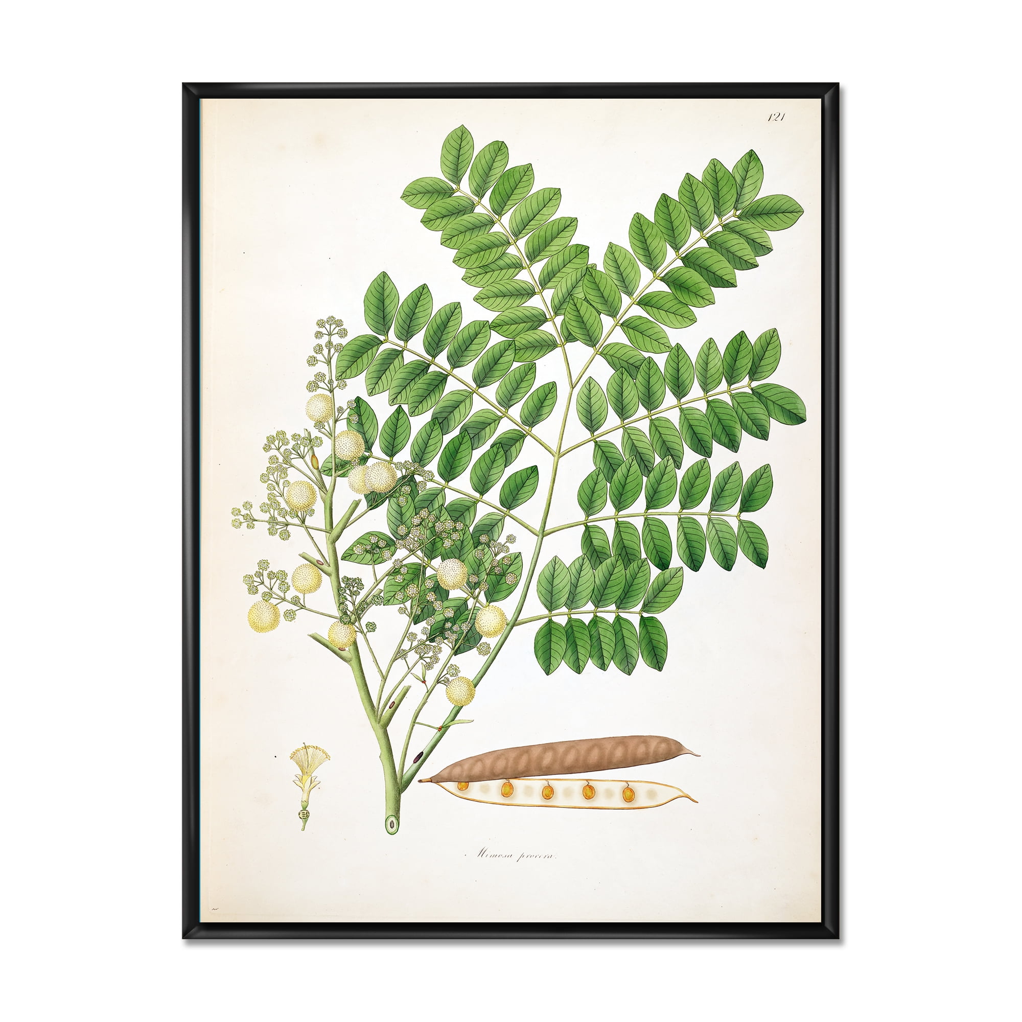 Ancient Botanicals VII 30 in x 40 in Framed Painting Canvas Art Print, by Designart