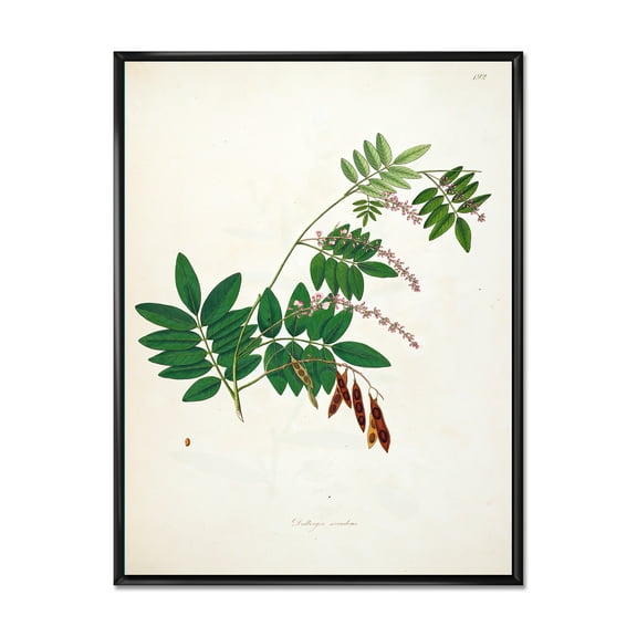Ancient Botanicals XI 12 in x 20 in Framed Painting Canvas Art Print, by Designart