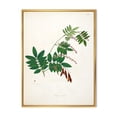 thumbnail image 1 of Ancient Botanicals XI 16 in x 32 in Framed Painting Canvas Art Print, by Designart, 1 of 5