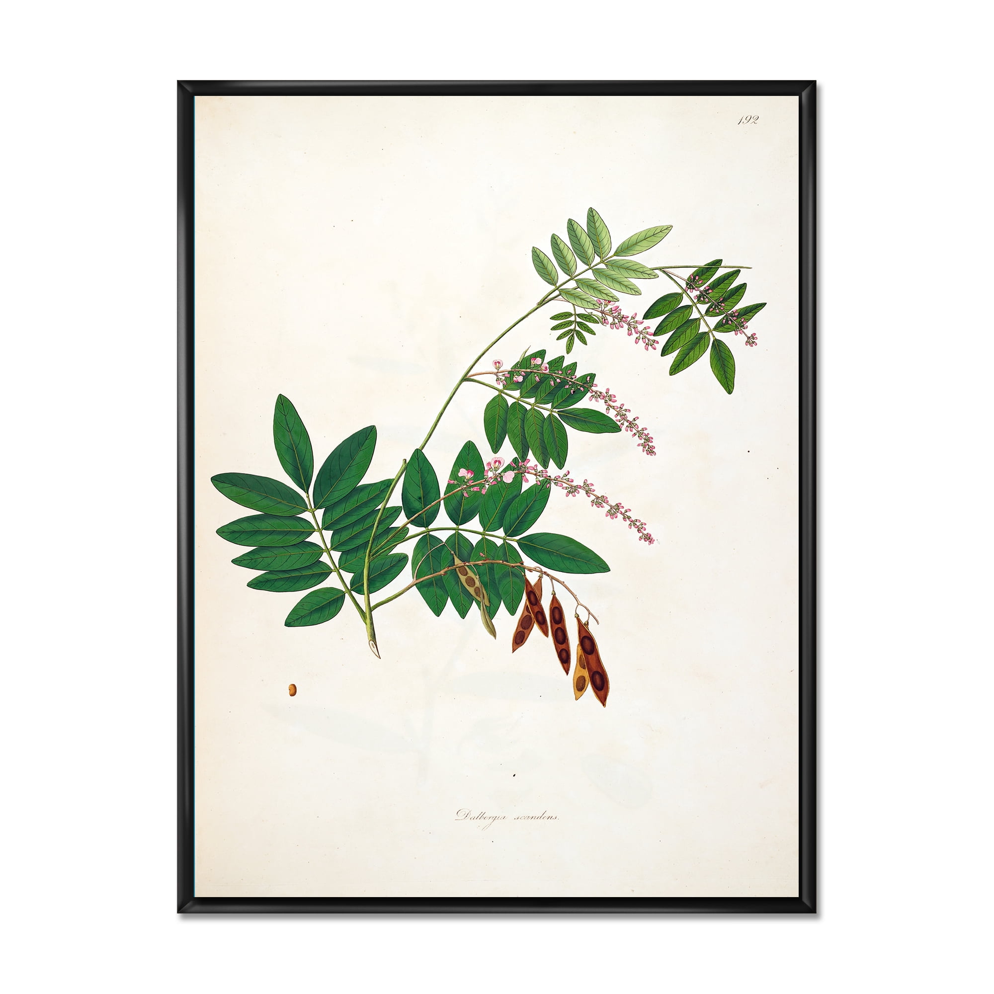 Ancient Botanicals XI 16 in x 32 in Framed Painting Canvas Art Print, by Designart