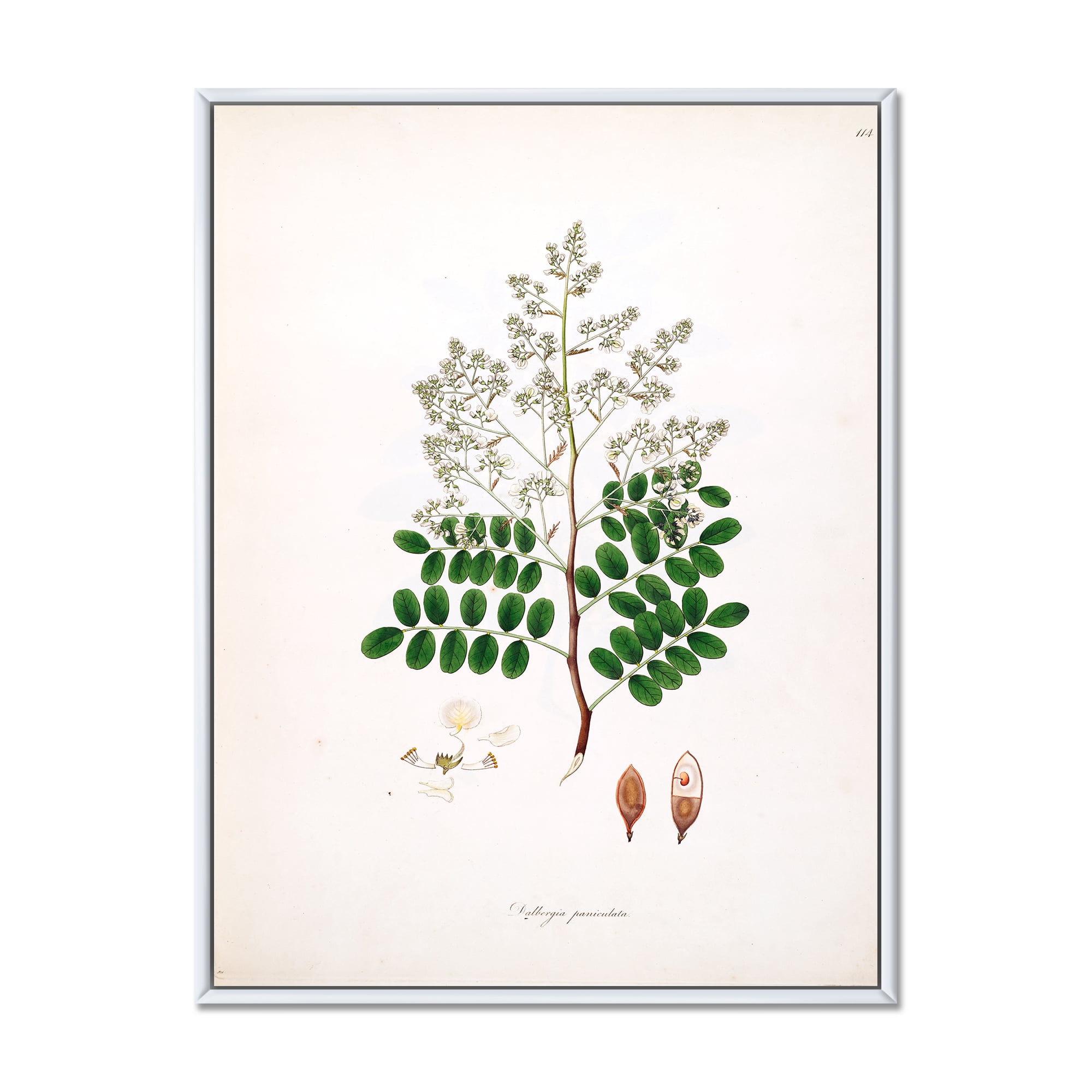 Ancient Botanicals XII 30 in x 40 in Framed Painting Canvas Art Print, by Designart