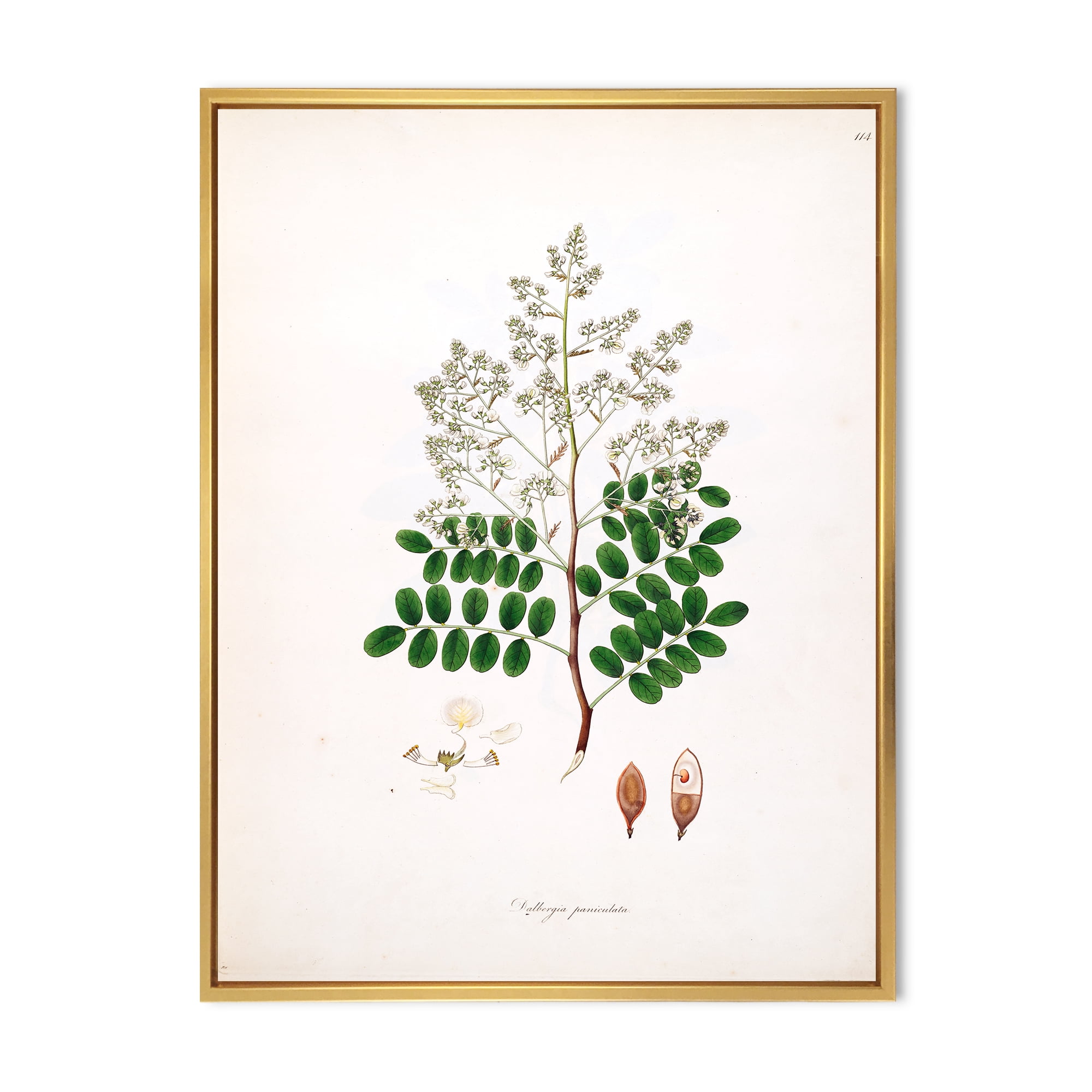 Ancient Botanicals XII 30 in x 40 in Framed Painting Canvas Art Print, by Designart