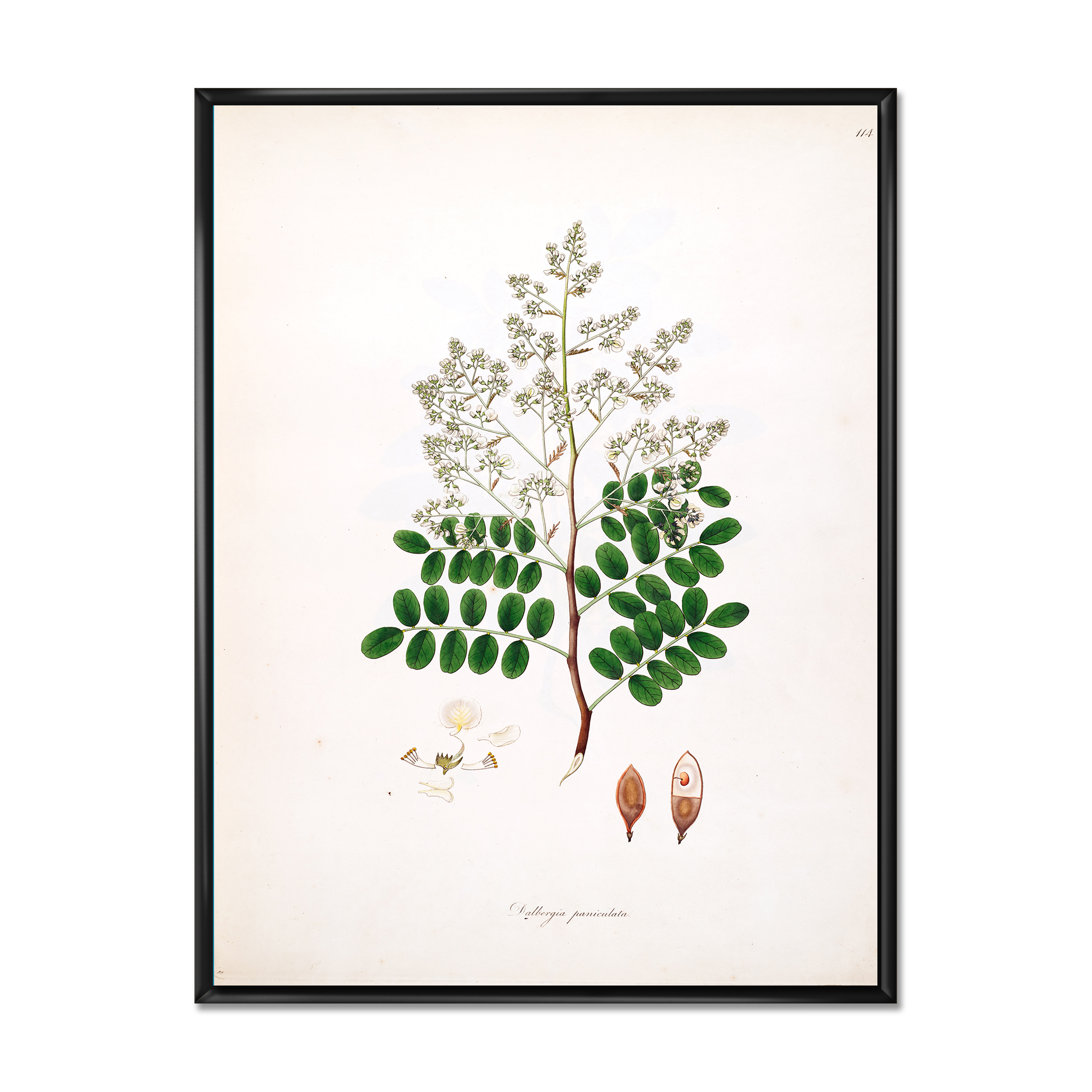 Ancient Botanicals XII 30 in x 40 in Framed Painting Canvas Art Print, by Designart
