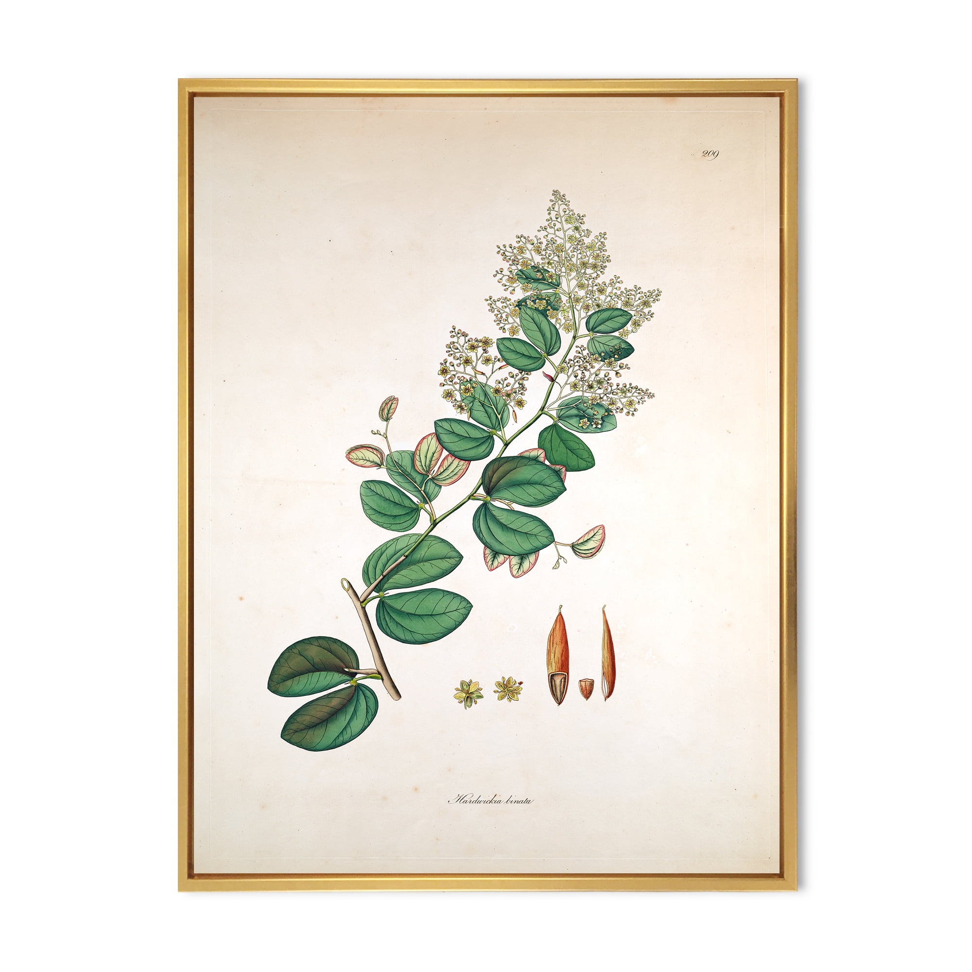 Ancient Botanicals XIII 24 in x 32 in Framed Painting Canvas Art Print, by Designart