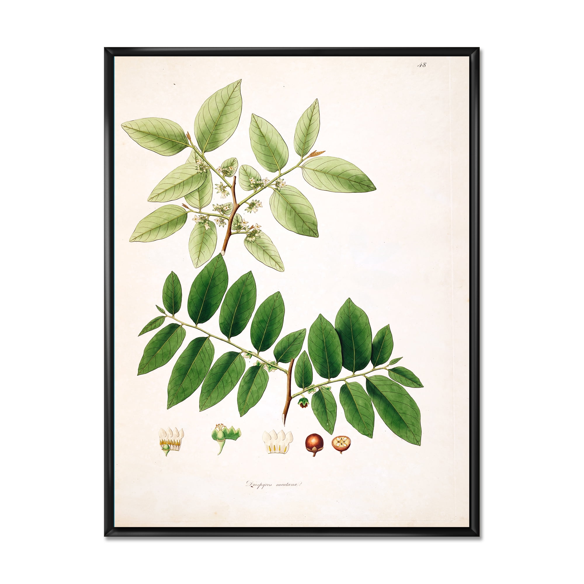 Ancient Botanicals XIV 30 in x 40 in Framed Painting Canvas Art Print, by Designart