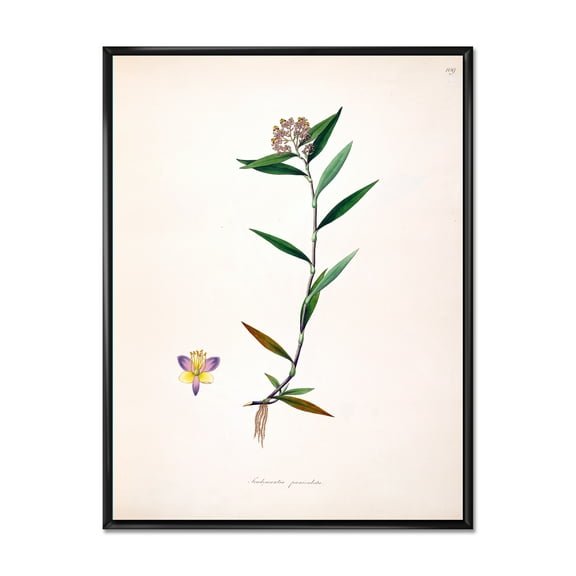 Ancient Botanicals XIX 12 in x 20 in Framed Painting Canvas Art Print, by Designart
