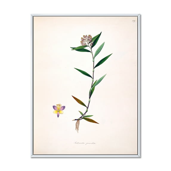 Ancient Botanicals XIX 24 in x 32 in Framed Painting Canvas Art Print, by Designart