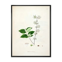 Ancient Botanicals XV 12 in x 20 in Framed Painting Canvas Art Print, by Designart