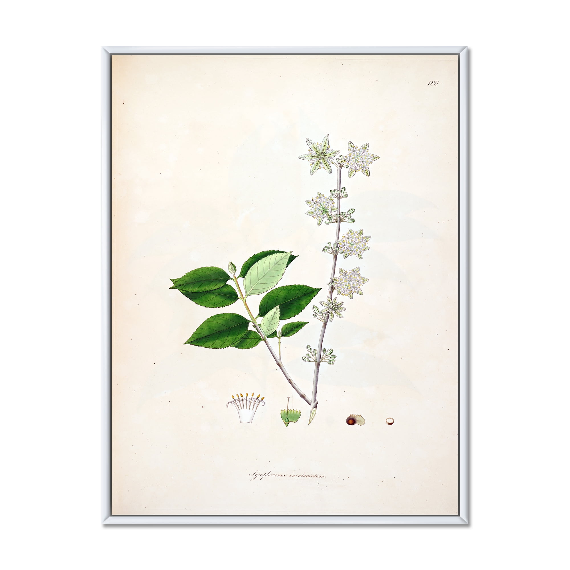 Ancient Botanicals XV 12 in x 20 in Framed Painting Canvas Art Print, by Designart