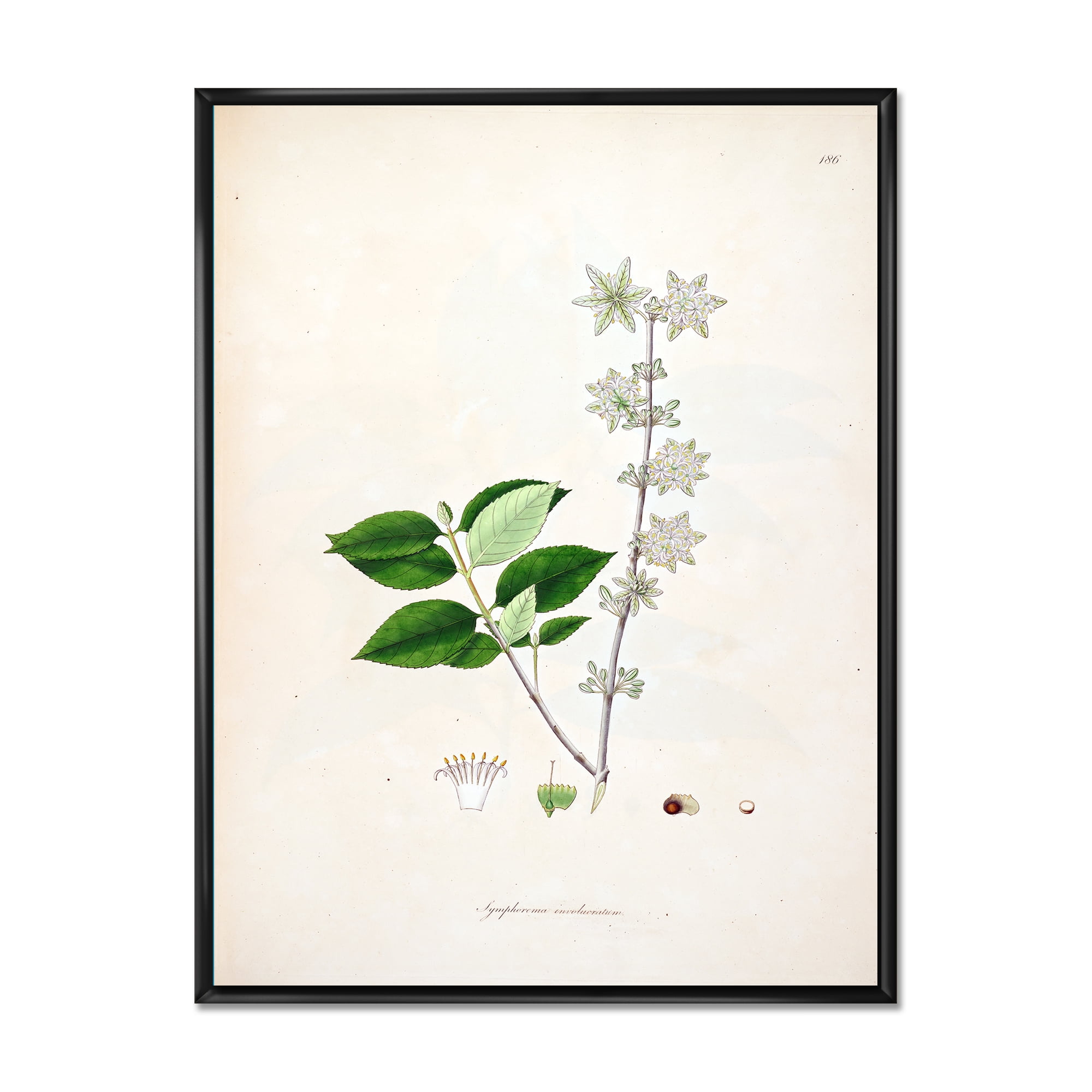 Ancient Botanicals XV 30 in x 40 in Framed Painting Canvas Art Print, by Designart