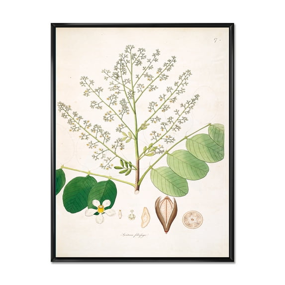 Ancient Botanicals XVI 24 in x 32 in Framed Painting Canvas Art Print, by Designart