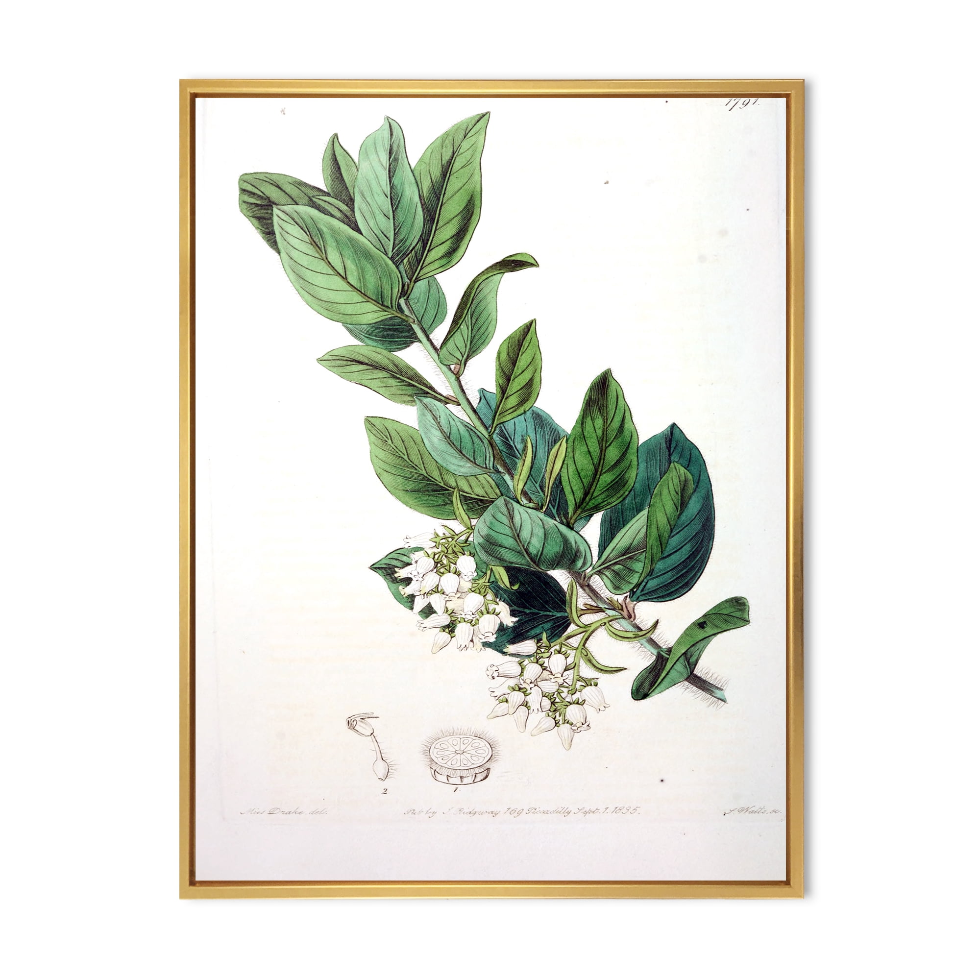 Ancient Botanicals XX 16 in x 32 in Framed Painting Canvas Art Print, by Designart