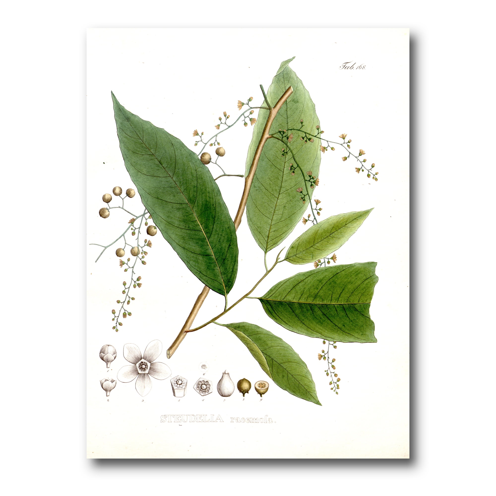 Ancient Brazilian Plant I 12 in x 8 in Painting Canvas Art Print, by Designart