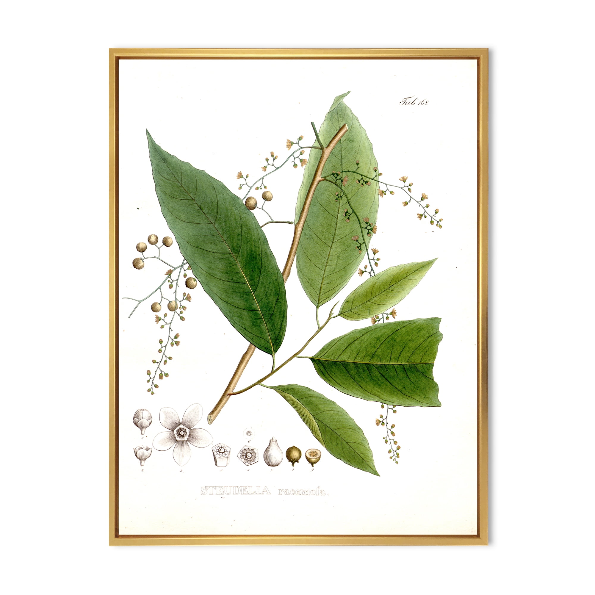 Ancient Brazilian Plant I 16 in x 32 in Framed Painting Canvas Art Print, by Designart