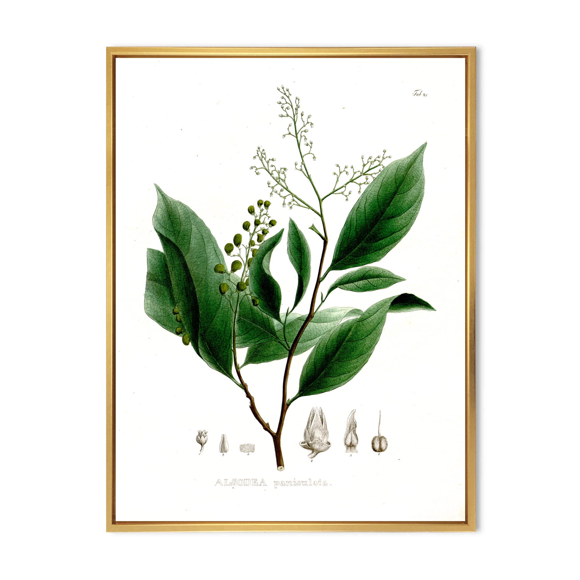 Ancient Brazilian Plant II 30 in x 40 in Framed Painting Canvas Art Print, by Designart