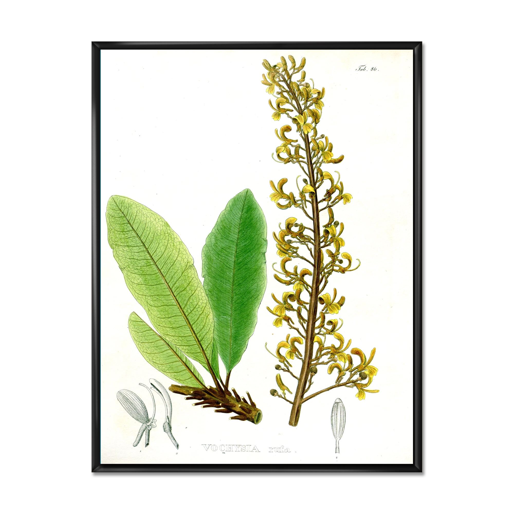 Ancient Brazilian Plant IV 30 in x 40 in Framed Painting Canvas Art Print, by Designart