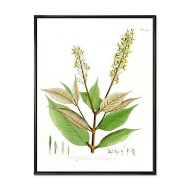 Ancient Brazilian Plant V 12 in x 20 in Framed Painting Canvas Art Print, by Designart
