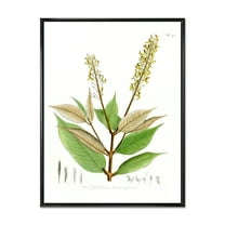 Ancient Brazilian Plant V 12 in x 20 in Framed Painting Canvas Art Print, by Designart