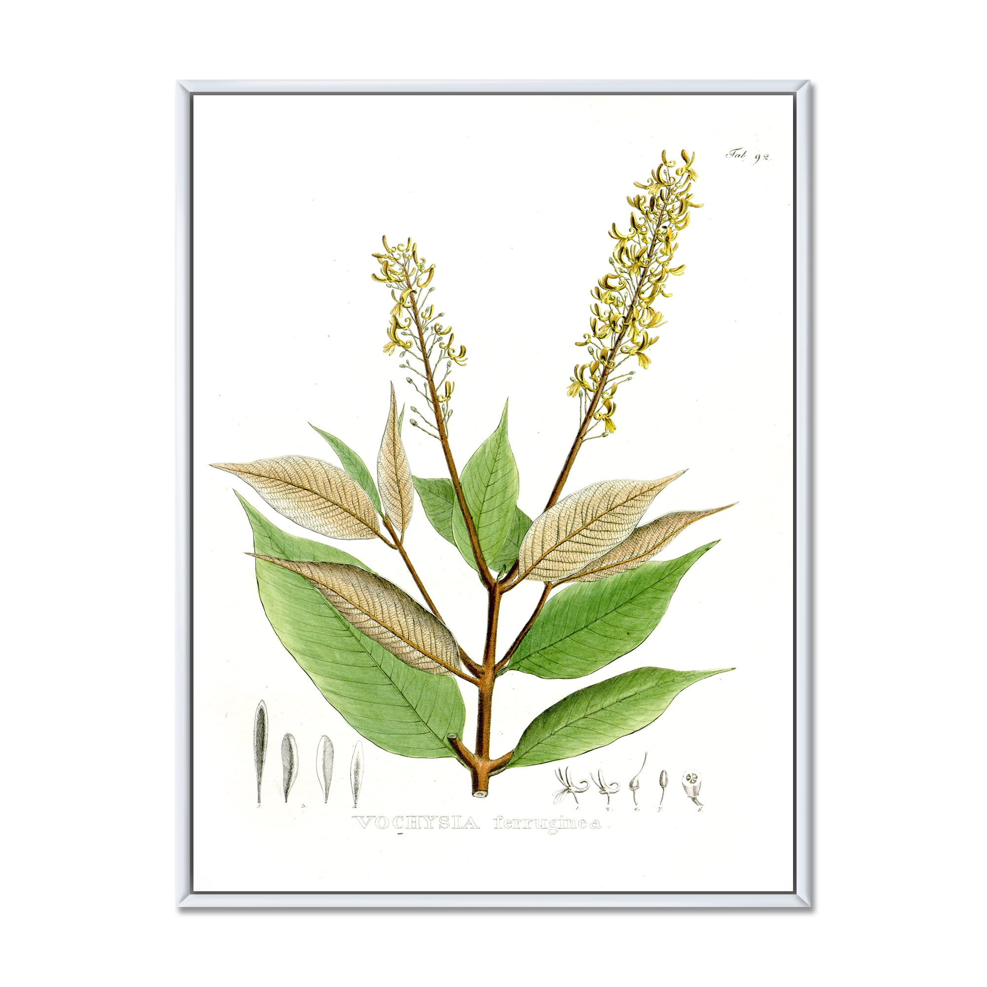 Ancient Brazilian Plant V 16 in x 32 in Framed Painting Canvas Art Print, by Designart