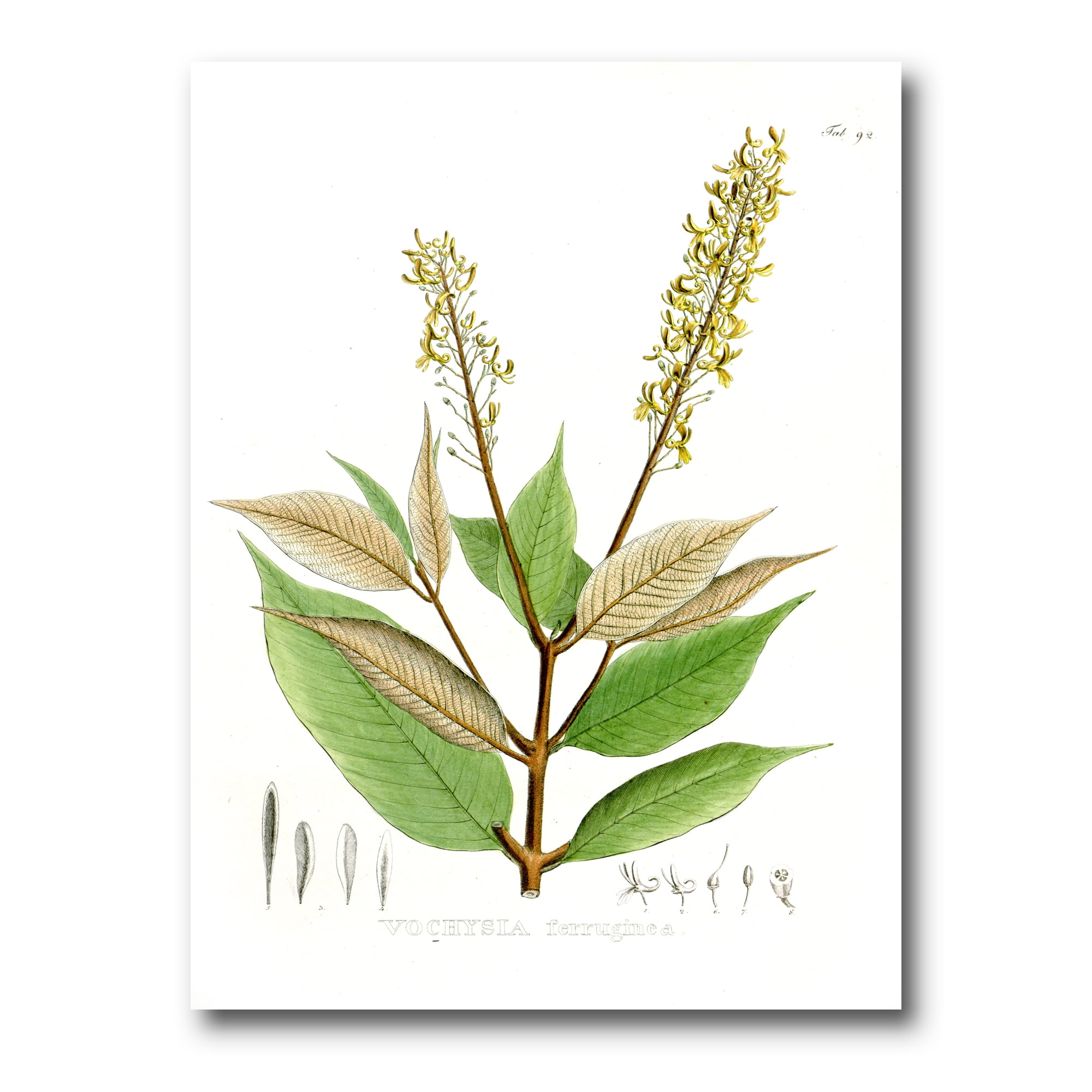 Ancient Brazilian Plant V 8 in x 12 in Painting Canvas Art Print, by Designart