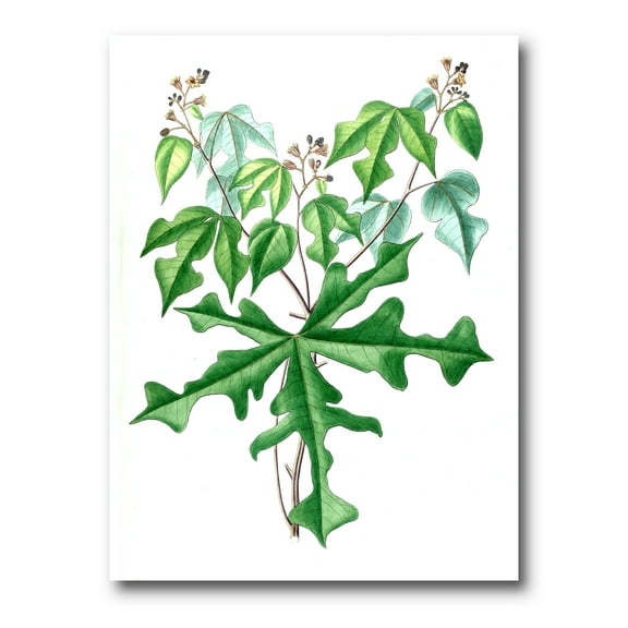 Ancient Drawing of Wild Plants 8 in x 12 in Painting Canvas Art Print, by Designart