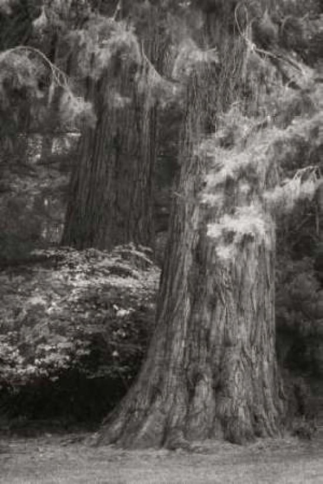 Ancient Forest I BandW Canvas Art - Vitaly Geyman (12 x 18)