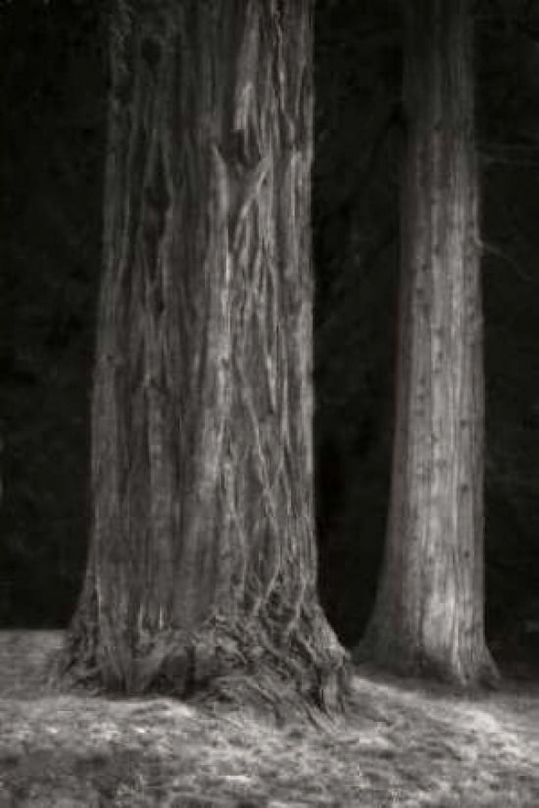 Ancient Forest II BandW Canvas Art - Vitaly Geyman (24 x 36)