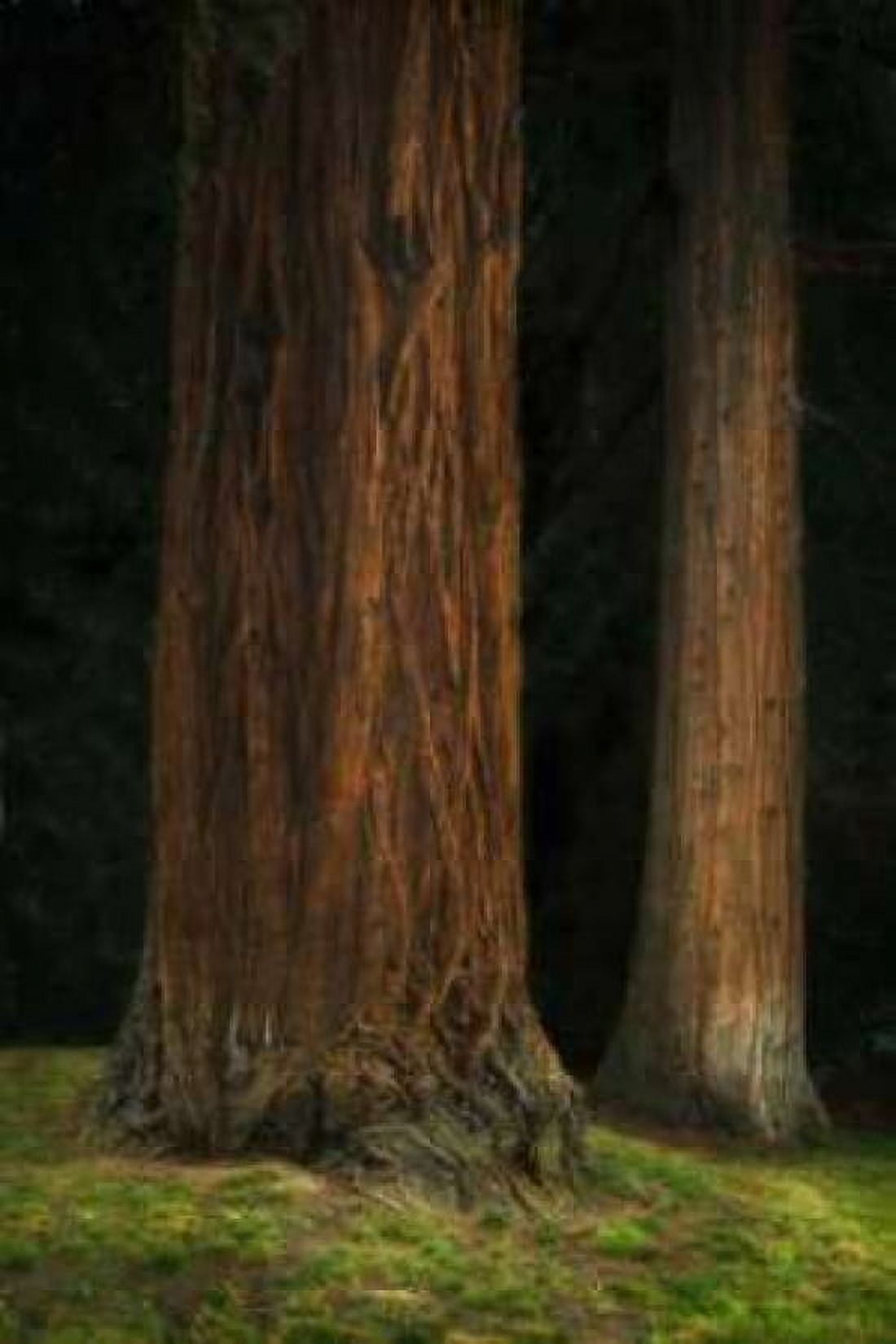 Ancient Forest II Canvas Art - Vitaly Geyman (24 x 36)