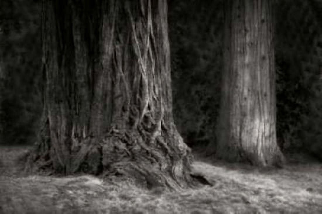 Ancient Forest IV BandW Canvas Art - Vitaly Geyman (24 x 36)