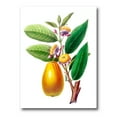 thumbnail image 1 of Ancient Fruits I 16 in x 32 in Painting Canvas Art Print, by Designart, 1 of 4