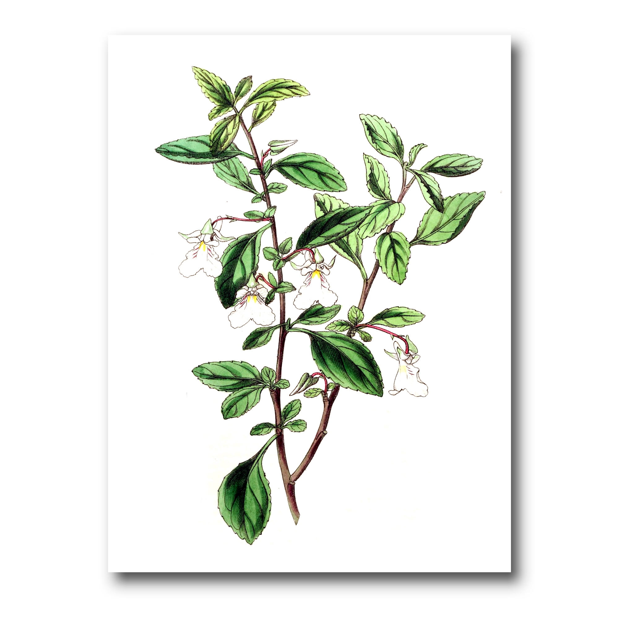 Ancient Green Leaves Plants VII 16 in x 32 in Painting Canvas Art Print, by Designart
