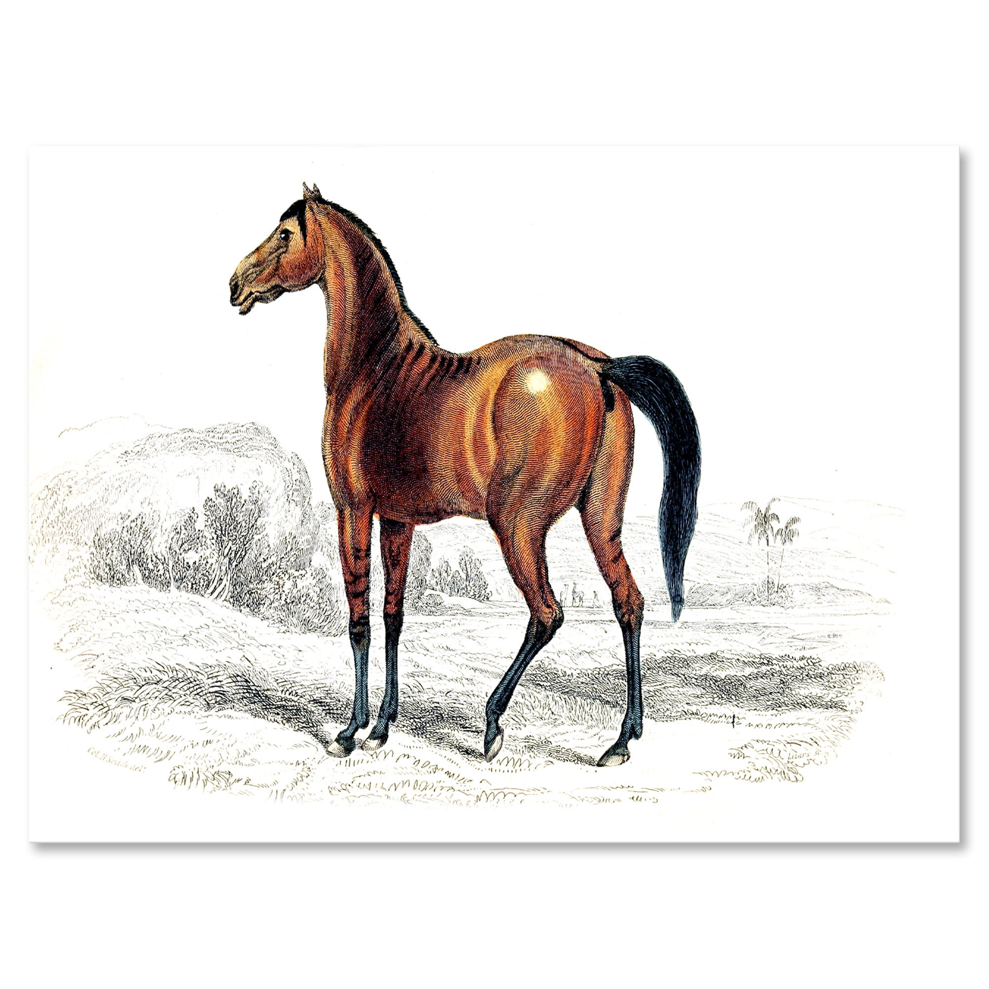 Ancient Horse 8 in x 12 in Painting Canvas Art Print, by Designart