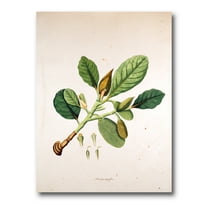 Ancient London Plants I 12 in x 8 in Painting Canvas Art Print, by Designart