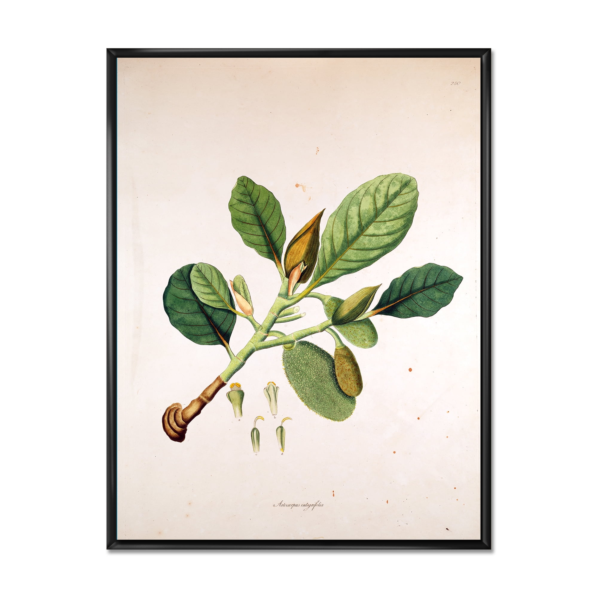 Ancient London Plants I 30 in x 40 in Framed Painting Canvas Art Print, by Designart