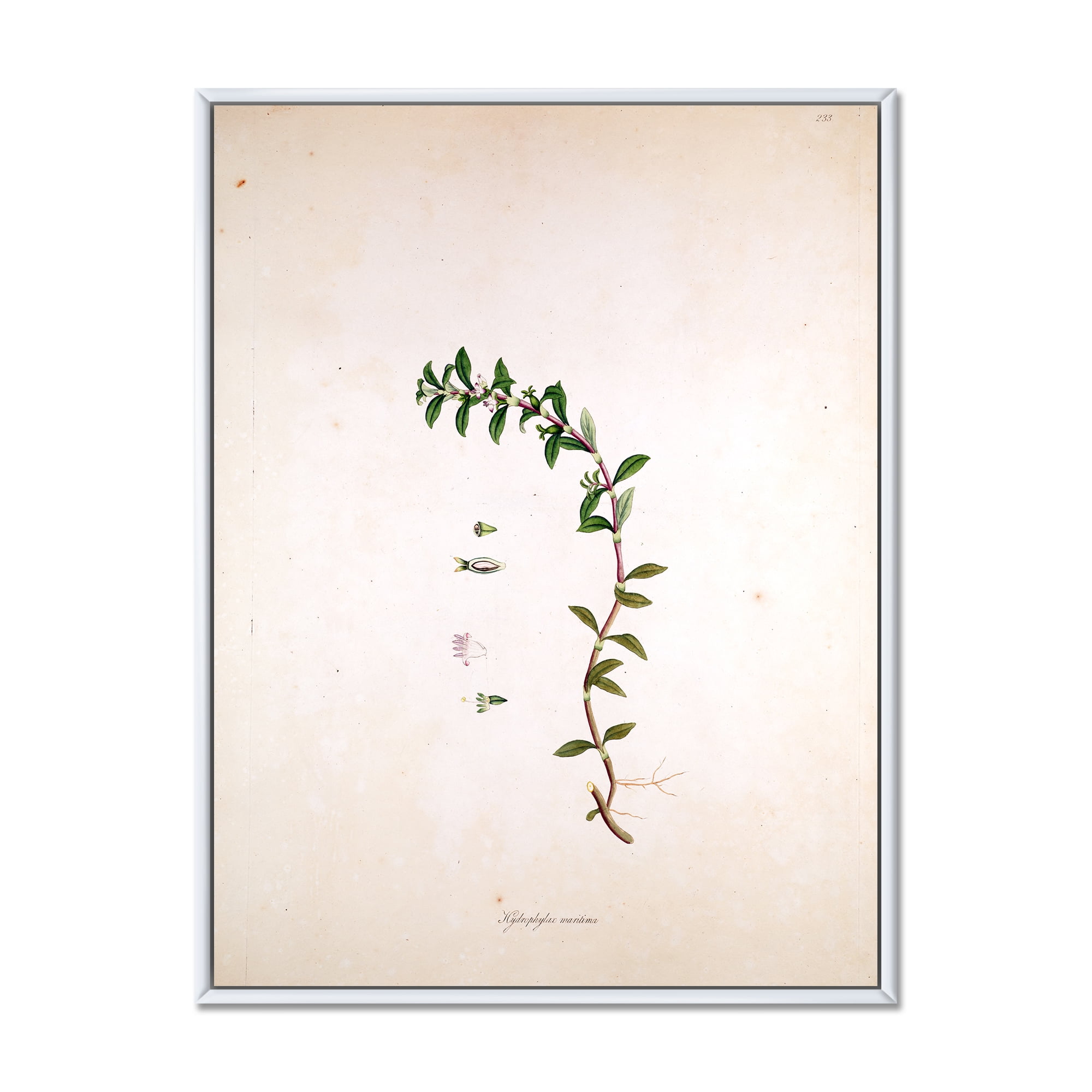 Ancient London Plants II 24 in x 32 in Framed Painting Canvas Art Print, by Designart