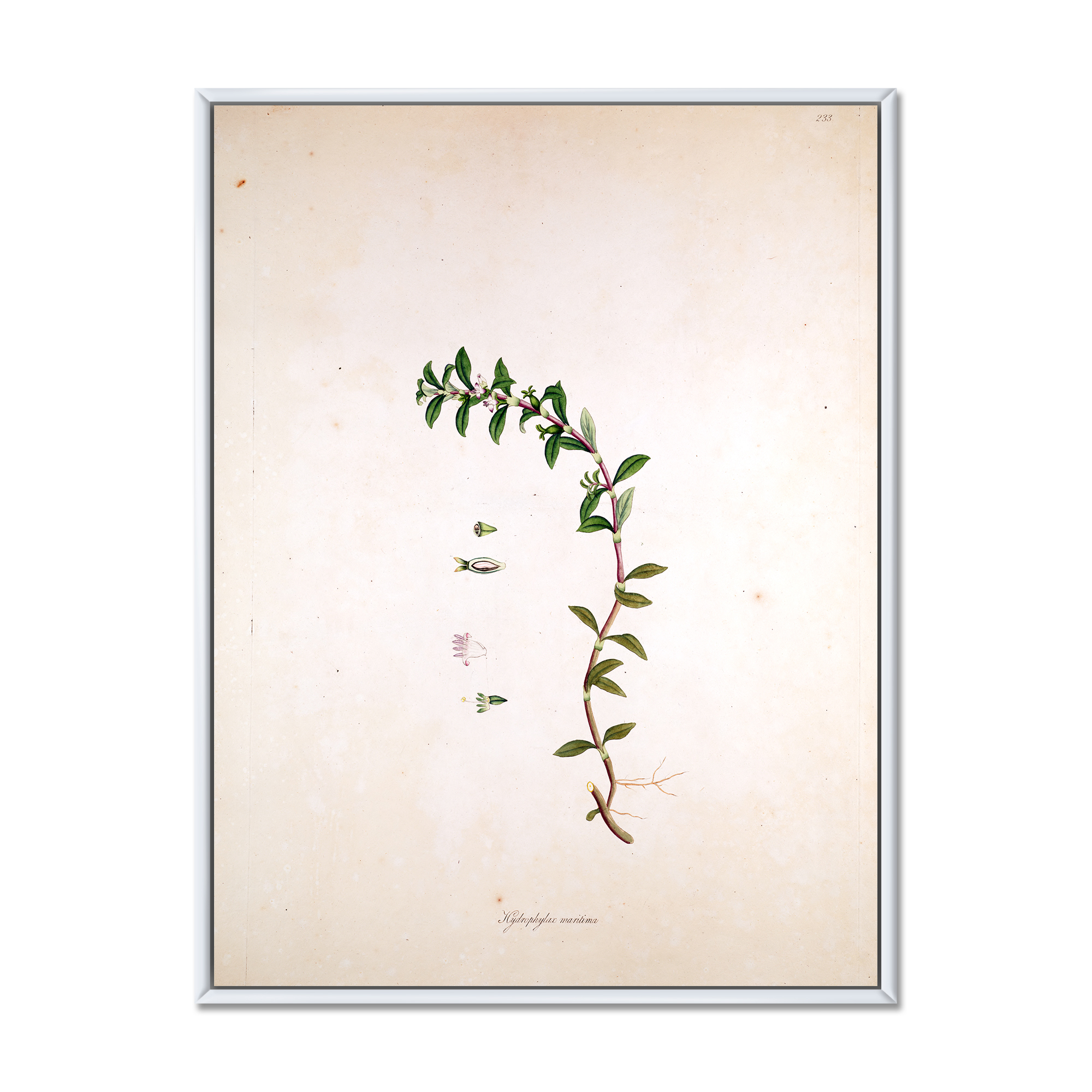 Ancient London Plants II 30 in x 40 in Framed Painting Canvas Art Print, by Designart