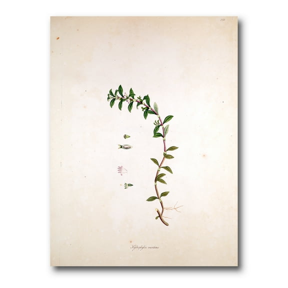 Ancient London Plants II 8 in x 12 in Painting Canvas Art Print, by Designart