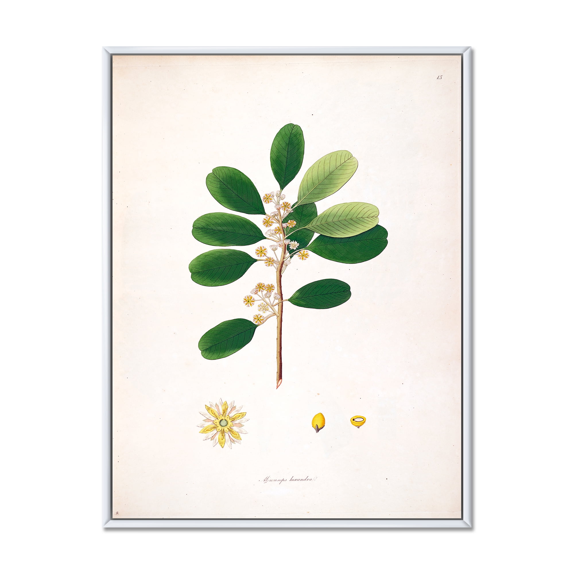 Ancient London Plants IX 12 in x 20 in Framed Painting Canvas Art Print, by Designart