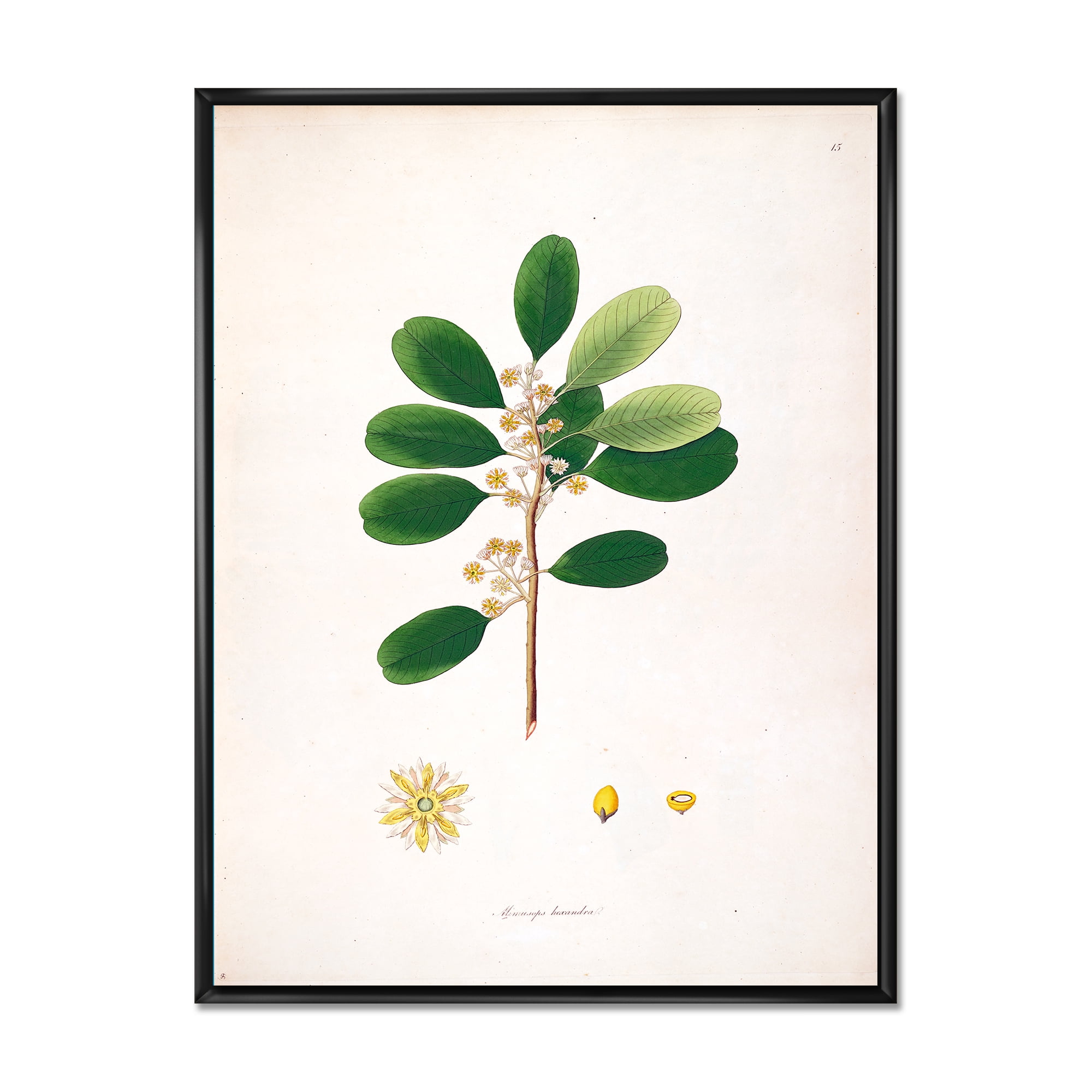 Ancient London Plants IX 24 in x 32 in Framed Painting Canvas Art Print, by Designart