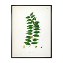 Ancient London Plants VI 12 in x 20 in Framed Painting Canvas Art Print, by Designart